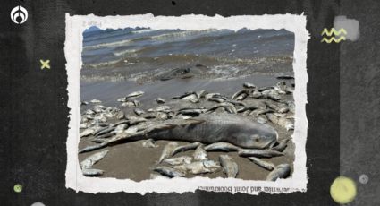 Y el calor... mata a miles de peces en el Golfo de México