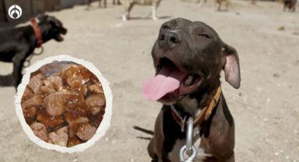 Perritos: ¿es bueno que tu ‘lomito’ coma alimento de sobres o latas diario?