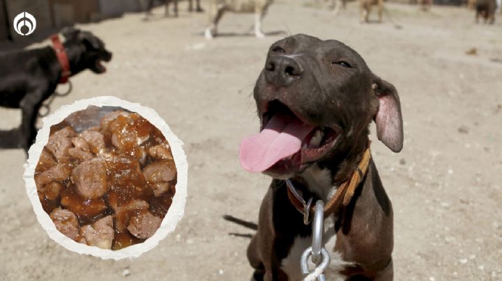 Perritos: ¿es bueno que tu ‘lomito’ coma alimento de sobres o latas diario?