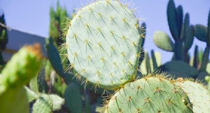 Siembra de nopal: la alternativa para disminuir afectaciones por sequía en el campo queretano