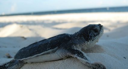 Se esperan más de 1 millón de tortugas marinas para anidar en Quintana Roo