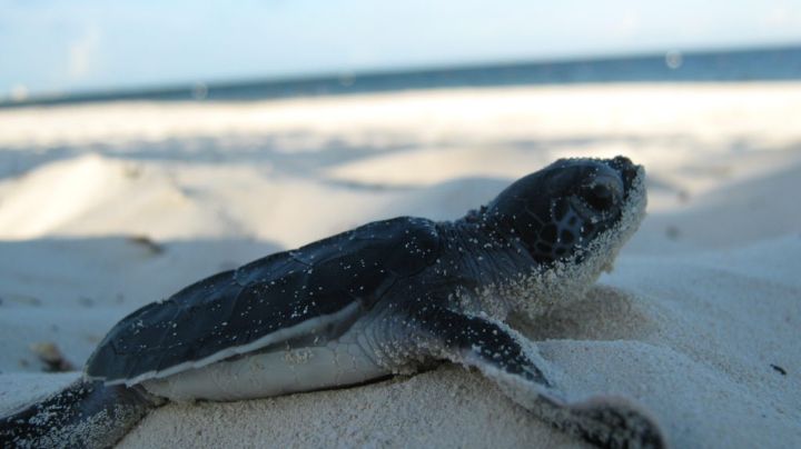 Se esperan más de 1 millón de tortugas marinas para anidar en Quintana Roo