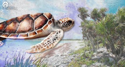 Xcacel – Xcacelito: orgullo mexicano para la anidación de la Tortuga Marina