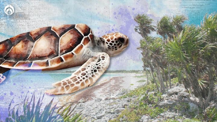 Xcacel – Xcacelito: orgullo mexicano para la anidación de la Tortuga Marina