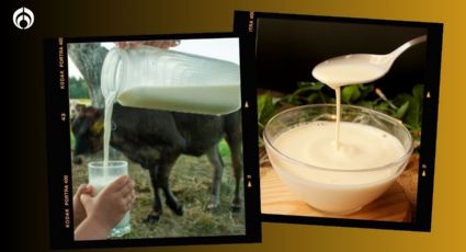 ¿Cuál es la diferencia entre la leche cruda y la leche evaporada?