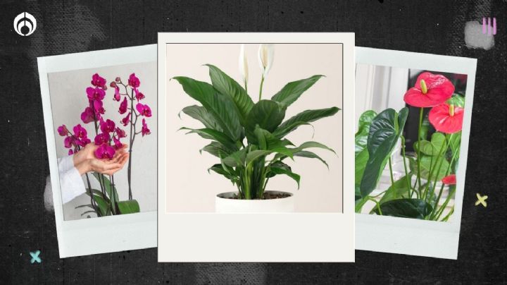 5 flores para decorar y hasta purificar el aire de tu hogar en verano