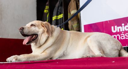 ¡Gracias 'Luna'! Lomito rescatista se jubila después de salvar a 10 personas en sismo de CDMX