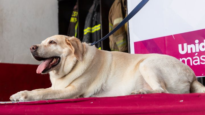 ¡Gracias 'Luna'! Lomito rescatista se jubila después de salvar a 10 personas en sismo de CDMX