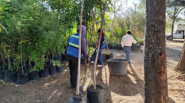 Arranca primera fase de reforestación en León tras tala indiscriminada en bulevar Malecón