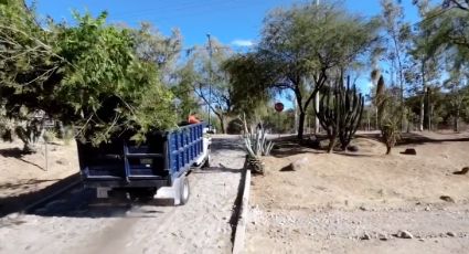 Tala de árboles en León: se suman ambientalistas en obras de reforestación