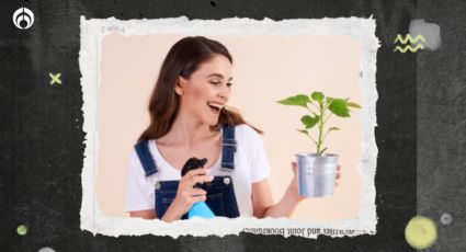 7 beneficios de regar las plantas con vinagre