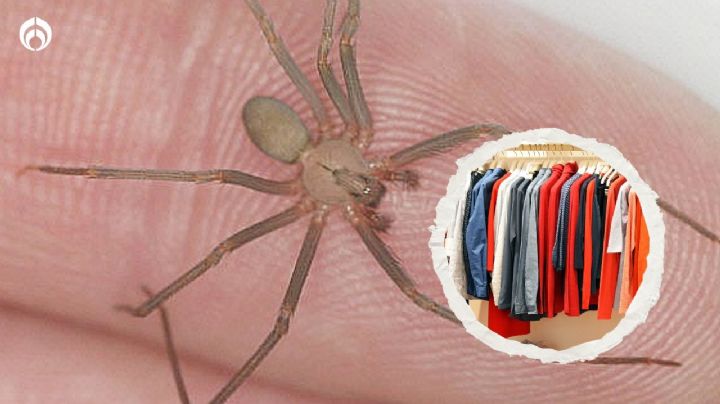 Temporada de araña violinista: esta ropa debes usar para evitar mordeduras