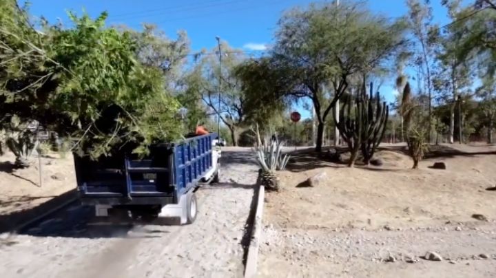 Tala de árboles en León: se suman ambientalistas en obras de reforestación