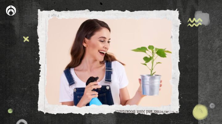 7 beneficios de regar las plantas con vinagre