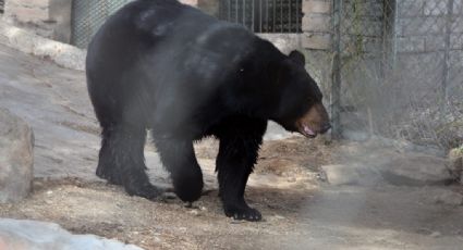 Uno con ventilador y la osa con su 'cooler': protegen del calor a animales exóticos de Sonora