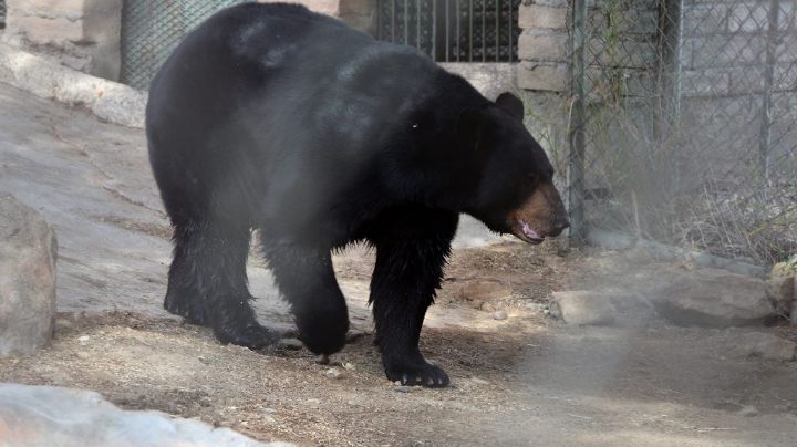 Uno con ventilador y la osa con su 'cooler': protegen del calor a animales exóticos de Sonora