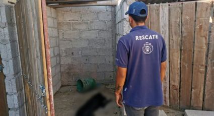 Rescatan a 20 lomitos que sufrían crueldad animal en escuela clandestina de adiestramiento