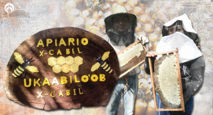 X-cabil: guardianes de abejas meliponas, la esperanza de la humanidad