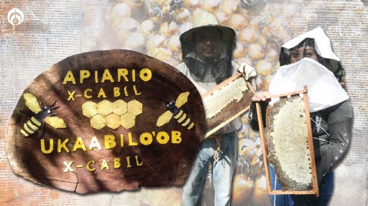 X-cabil: guardianes de abejas meliponas, la esperanza de la humanidad