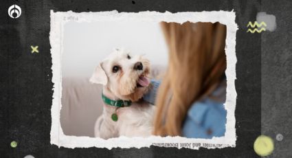 Perritos: 3 cosas que debes hacer con tu 'lomito' para que sea feliz