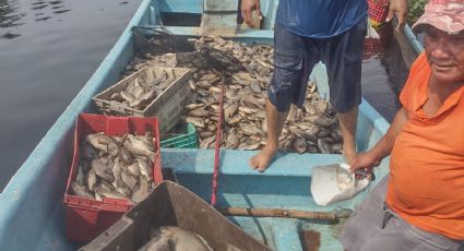 (VIDEO) Desechos químicos causa mortandad de pez tilapia en río Actopan, Veracruz