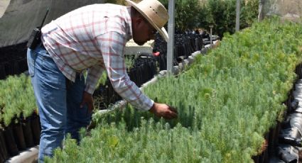 Consejo regulador de Tequila aporta más de 50 mil plantas para la preservación del medio ambiente