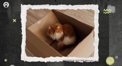 Gatitos: las 3 razones del por qué aman las cajas