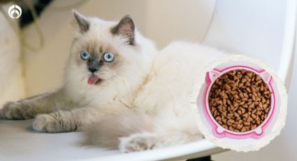 Marcas de croquetas para gatito más económicas y saludables que Whiskas, según Profeco