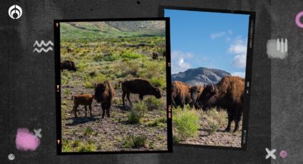 (FOTOS) ¡Bebés bisontes! Especie vuelve a reproducirse en México, tras 100 años en la extinción