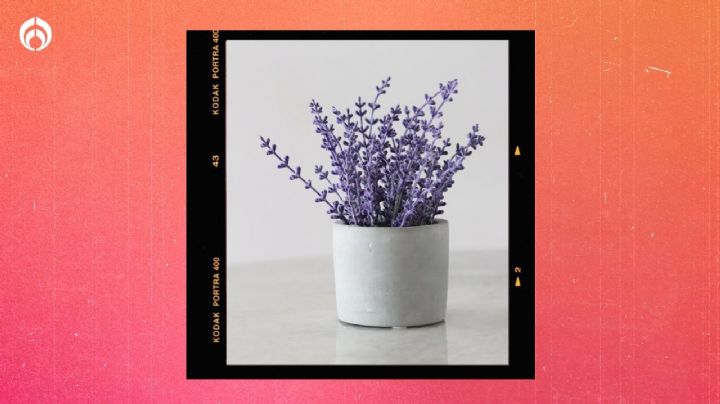 ¿Dónde poner tu maceta de lavanda según el Feng Shui para atraer dinero?