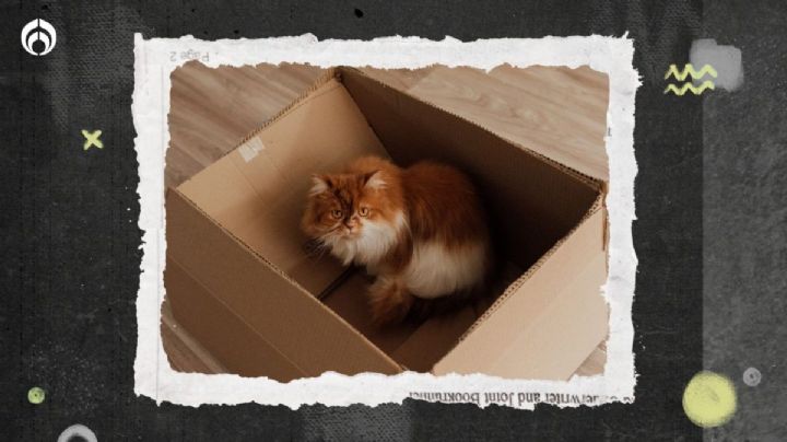 Gatitos: las 3 razones del por qué aman las cajas