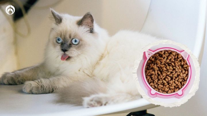 Marcas de croquetas para gatito más económicas y saludables que Whiskas, según Profeco