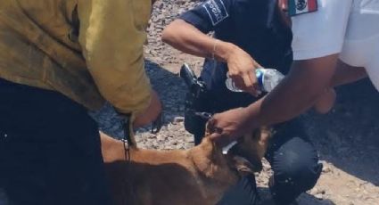 ¡Heroes! Bomberos de Guanajuato rescatan a 3 lomitos de un incendio en pastizal