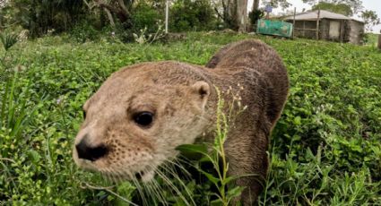 ¡Liberan a Max! Acuario de Veracruz devuelve a nutria a la Laguna de Mandinga (FOTOS)