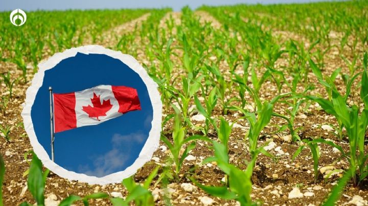 Canadá va contra México: se suma a EU en consultas por veto a maíz transgénico