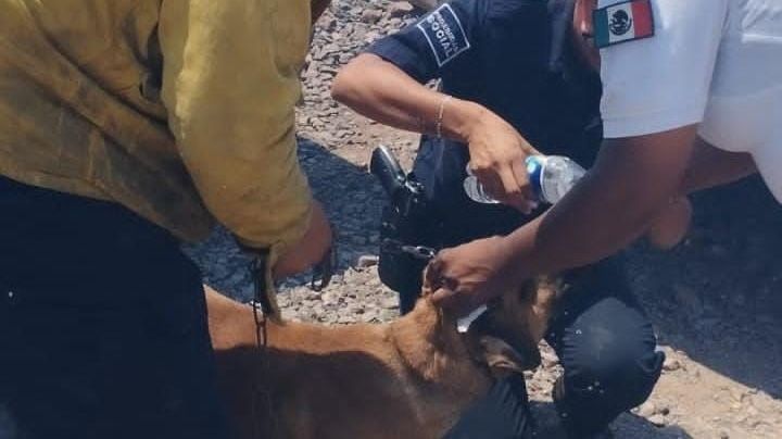 ¡Heroes! Bomberos de Guanajuato rescatan a 3 lomitos de un incendio en pastizal