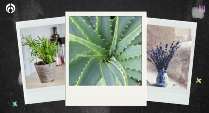 Estas 5 plantas te pueden ayudar a alejar las 'malas vibras' de tu hogar