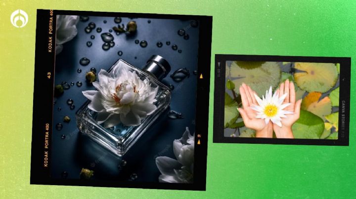 El perfume de Bvlgari que huele a flor de loto y te va a encantar