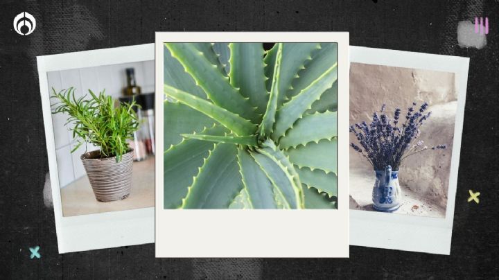 Estas 5 plantas te pueden ayudar a alejar las 'malas vibras' de tu hogar