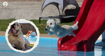 (FOTOS) Vacaciones de verano para perritos: así es AquatiKan, el balneario para ‘lomitos’