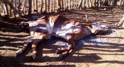 Sequía en BCS: mueren 20 cabezas de ganado por falta de vacunación