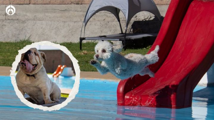 (FOTOS) Vacaciones de verano para perritos: así es AquatiKan, el balneario para ‘lomitos’