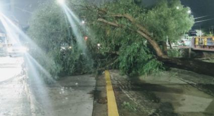 Ahora no fue poda; caen 114 árboles por la intensa lluvia de lunes por la noche