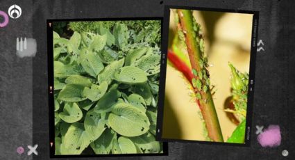 Con 1 residuo de la cocina aleja los pulgones y babosas de tus plantas