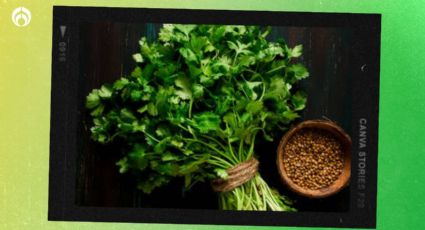 4 efectivos pasos para saber cómo cultivar cilantro en casa