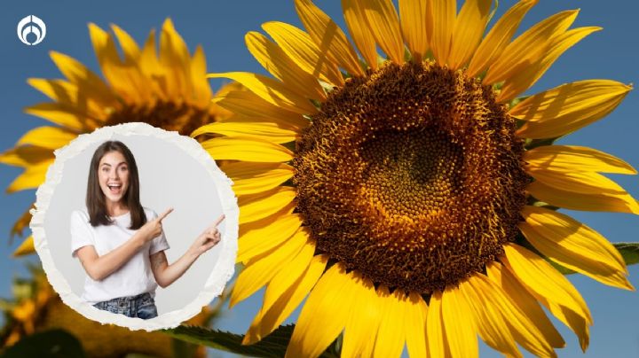 ¿Te gustan los girasoles? Este es el lugar ideal para que florezcan en tu hogar