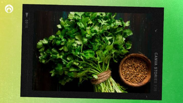 4 efectivos pasos para saber cómo cultivar cilantro en casa