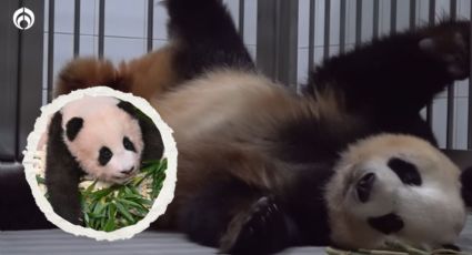 (VIDEO) ¡No podrás dejar de verlas! Gemelas de panda gigante nacen en Corea del Sur