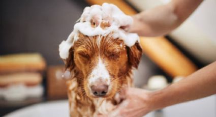 ¿Por qué no debes bañar a tu perro con tu shampoo?