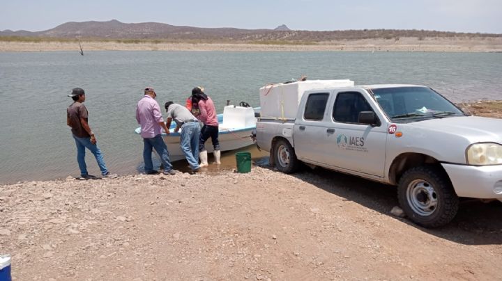 Siembra Gobierno de Sonora 800 mil crías de tilapia en la presa El Oviáchic de Cajeme